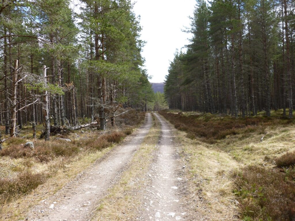 Track through pine forest
