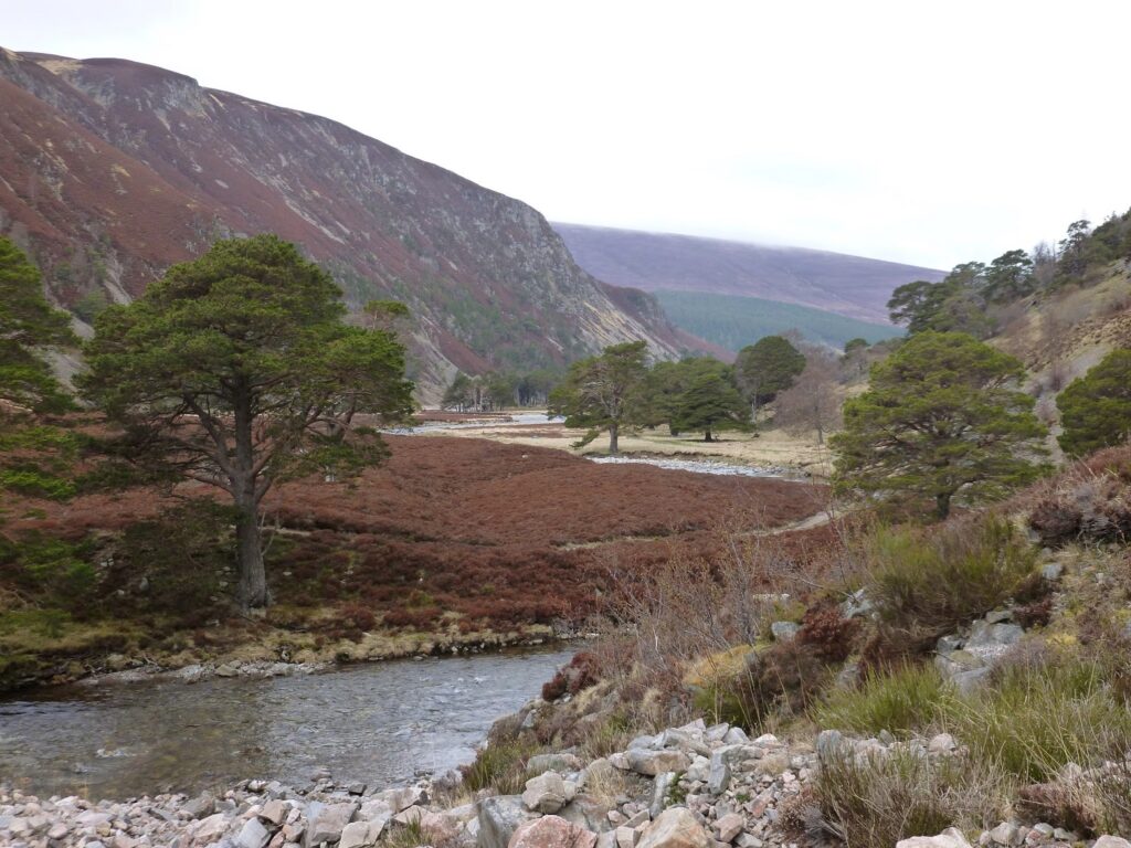 View back along Glen Feshie