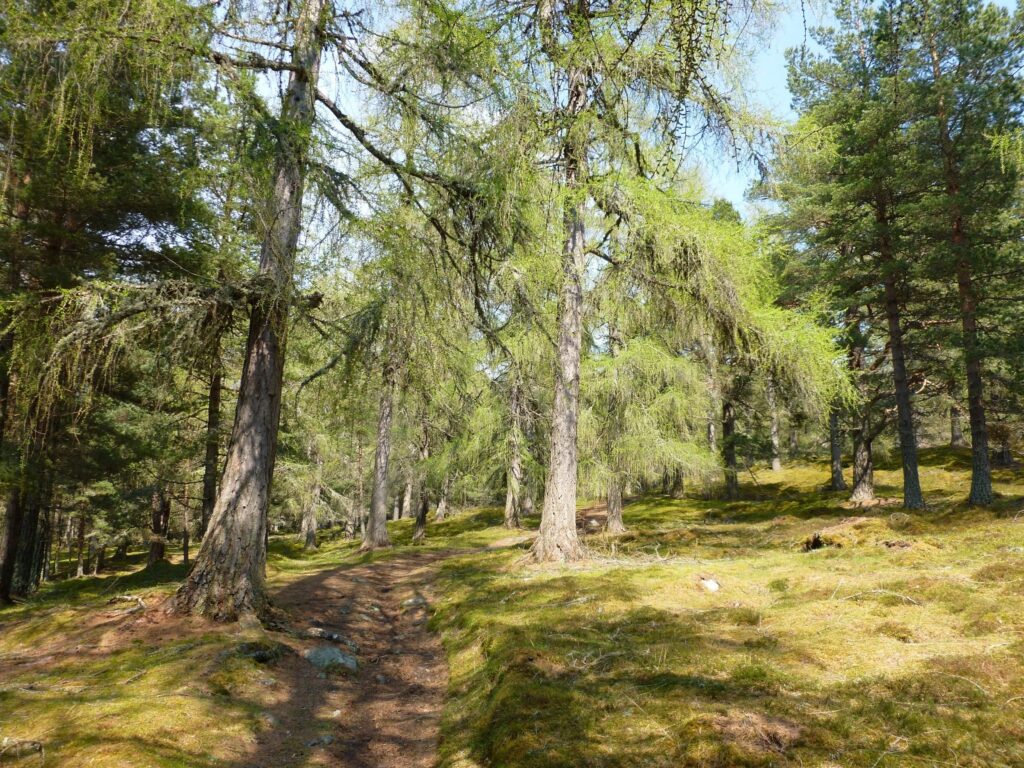 The Pines on the way up Creag Choinnich