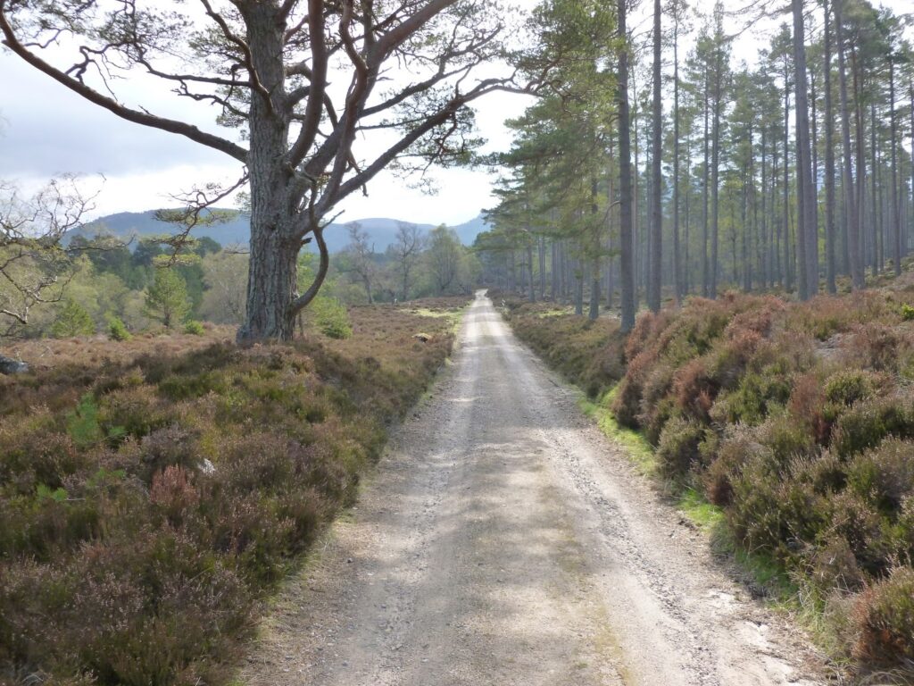 Caledonian pine forest on Balmoral Estate