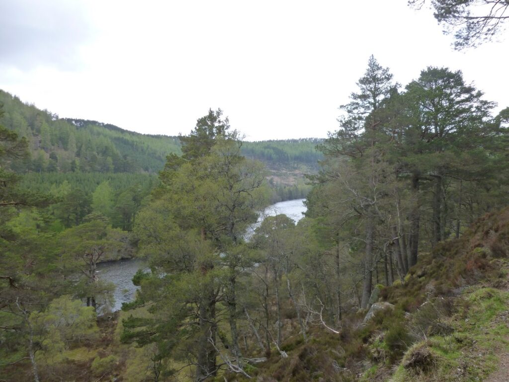 River Dee winding through forested valley