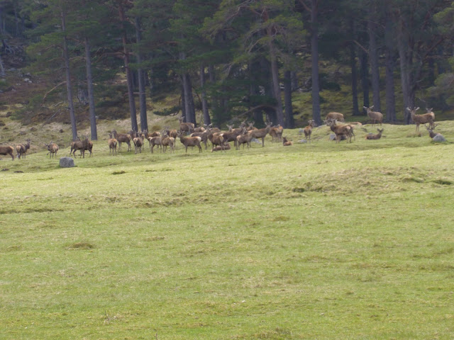 Herd of deer near Balmoral