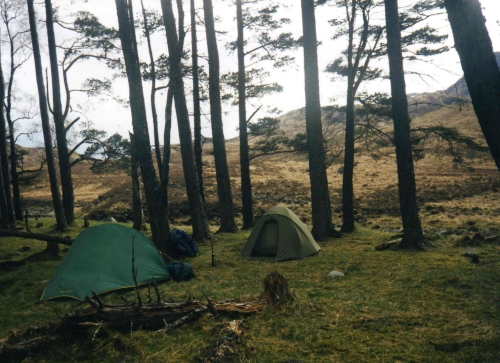 Tents pitched under trees