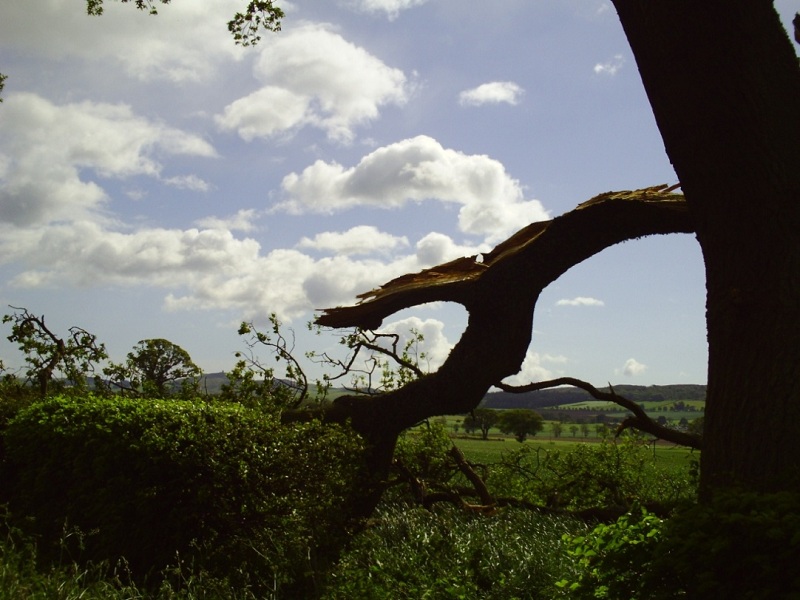 Oak with broken branch