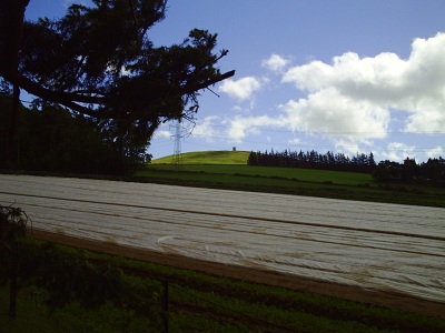 Polythene on field