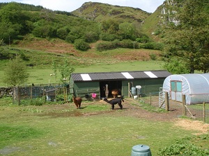 Llamas at smallholding
