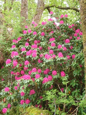 Rhodedendrons