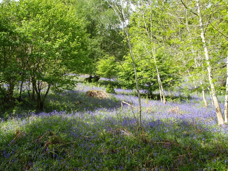 Bluebells and birch trees in Glen Lyon