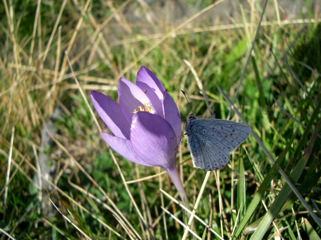 Autumn crocus near Hospice de France