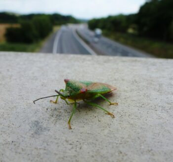 Close up of Green Shield beetle on M4 bridge