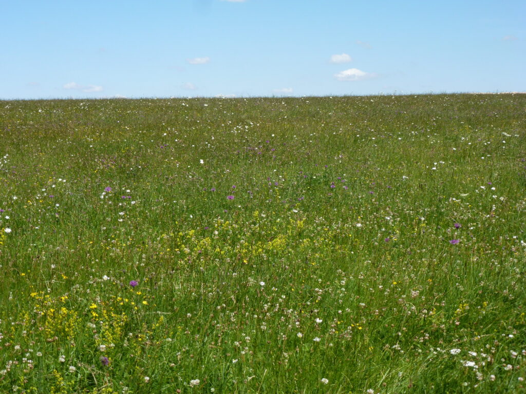 Chalkland meadow with hundreds of wild flowers