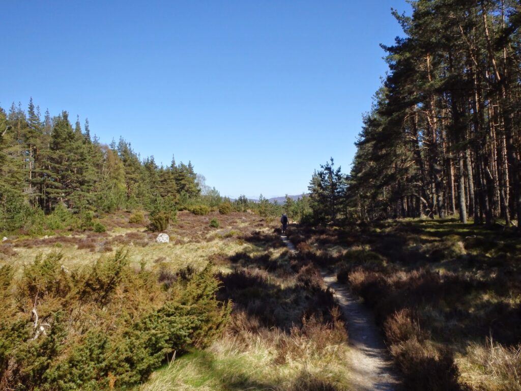narrow path through forestry