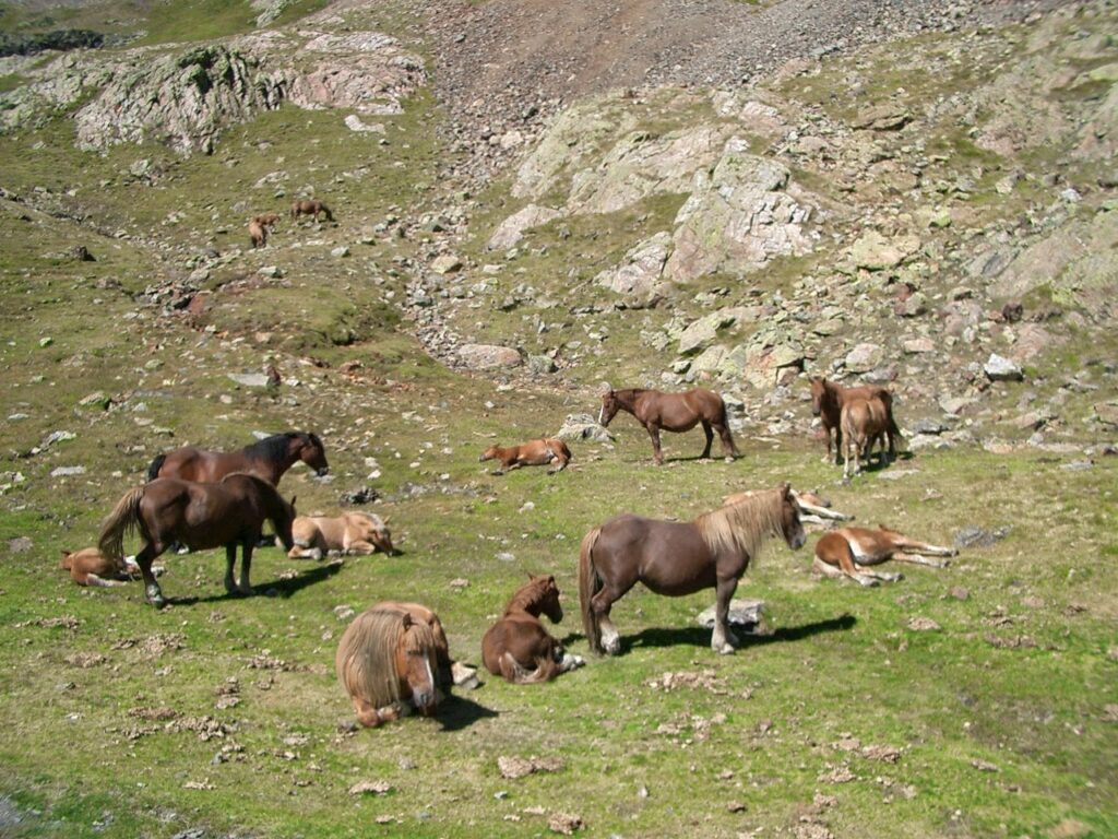 Ponies grazing - foals sleeping below the Port de Venasque