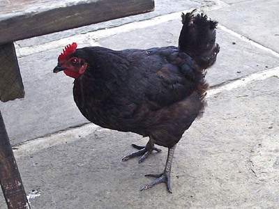 the chicken at East Marton