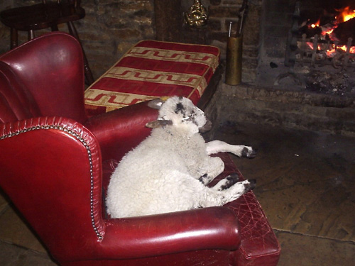 Young ram in an armchair by the fire