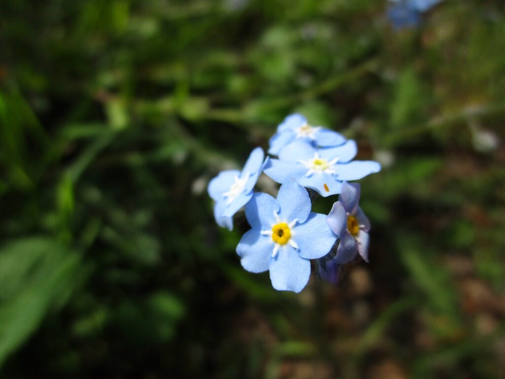 Blue flowers