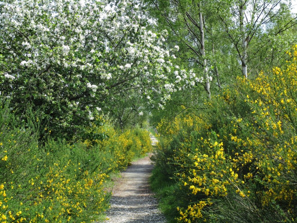 path meandering through flowering shrubs