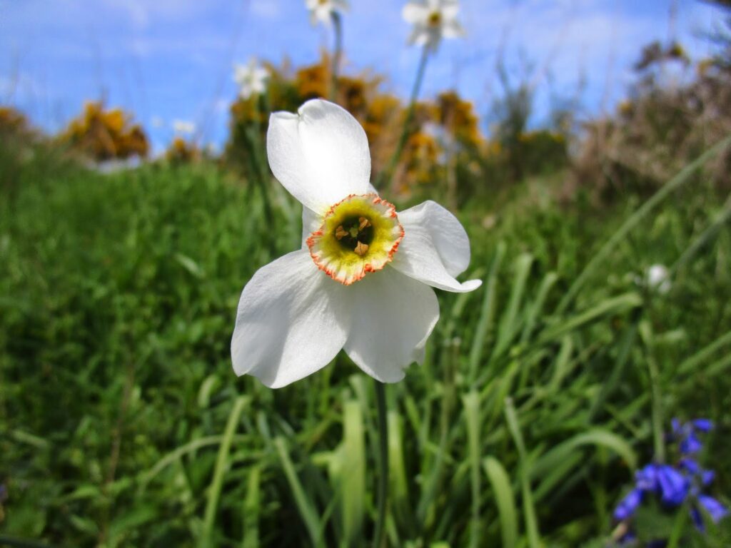 A whit narcissus flower