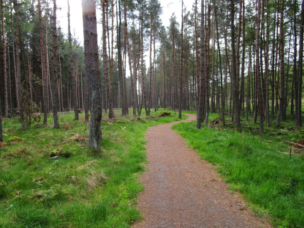 Path winding through pine trees