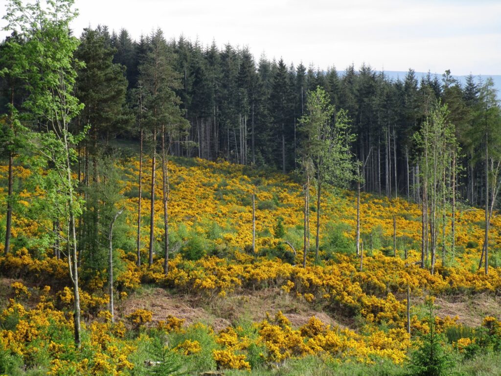 View of gorse and broom in the forest with background of pine trees