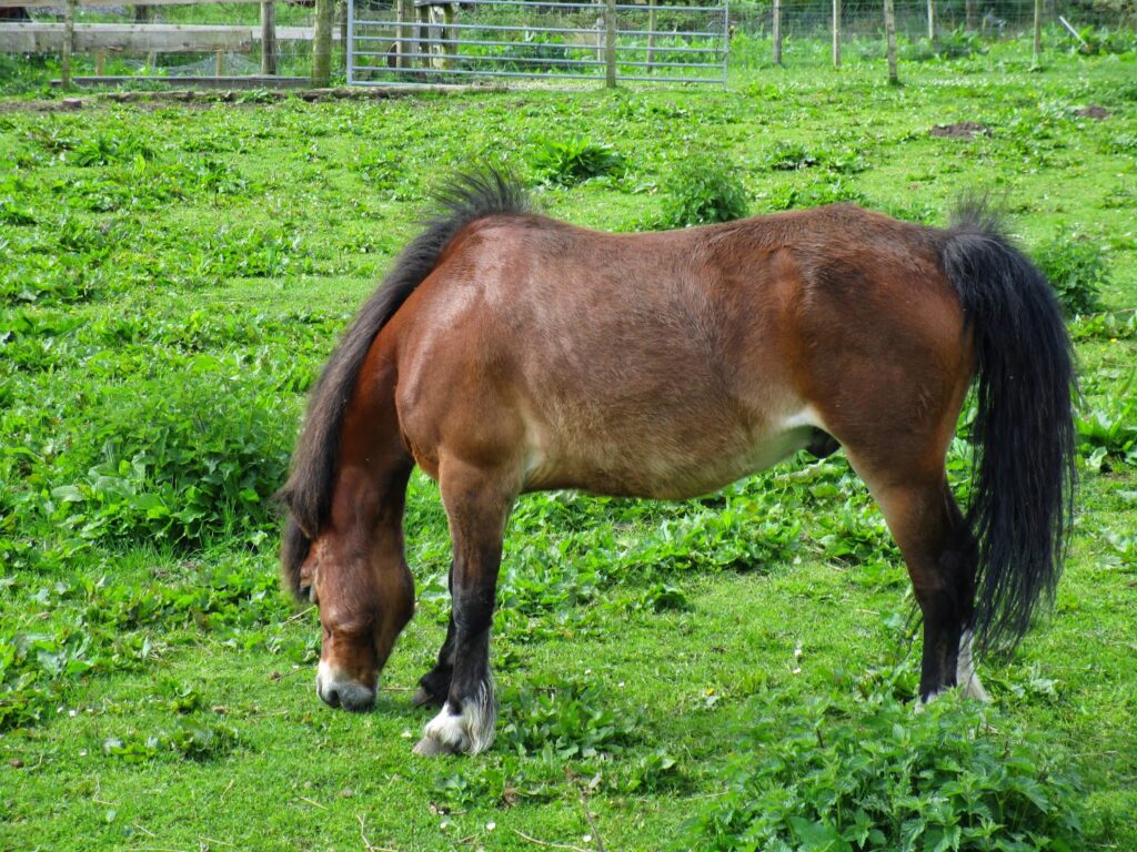 Pony in roadside field
