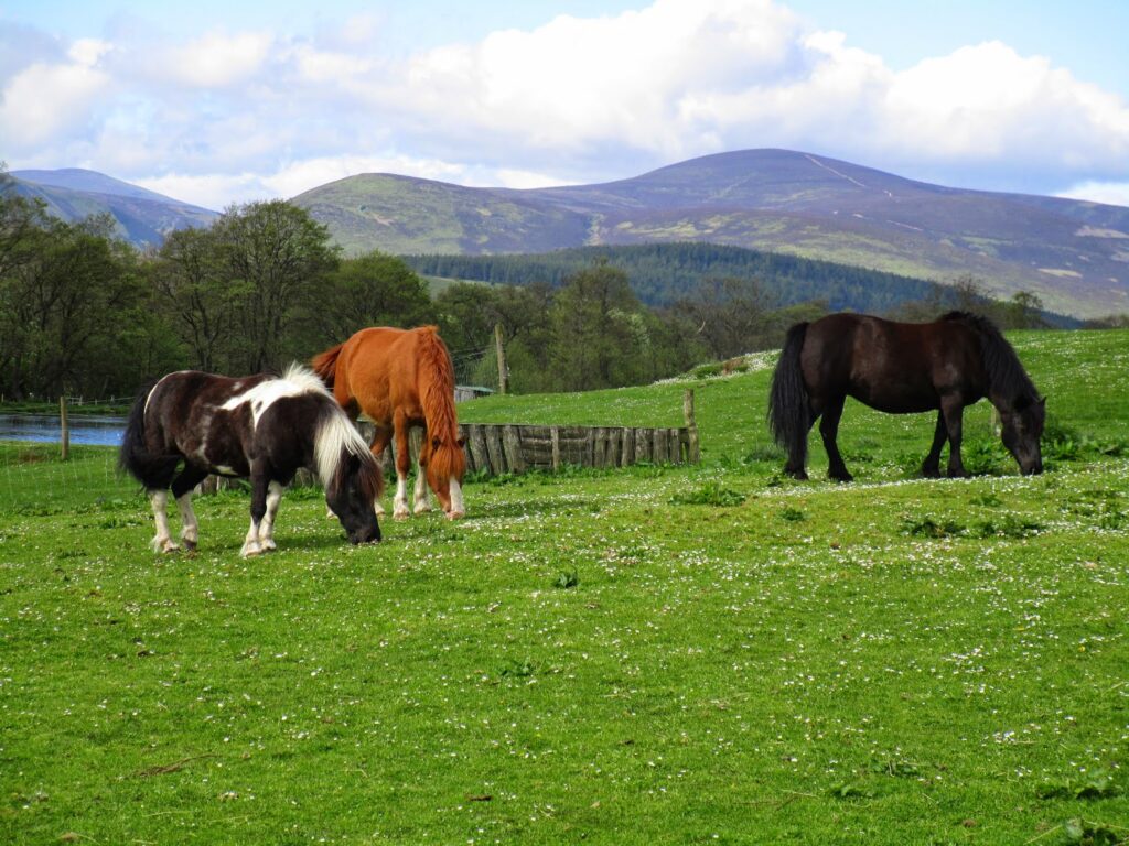 ponies with mountains in background