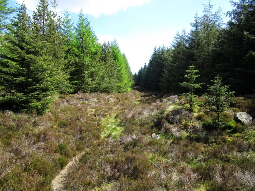 Path into the forest