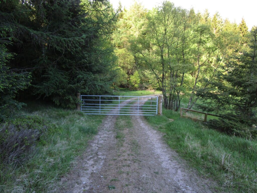 A typical forest track before the bulldozers arrived