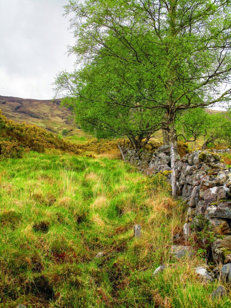 Ancient drystone walls