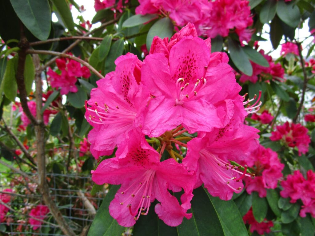 close up of a deep pink rhododendron