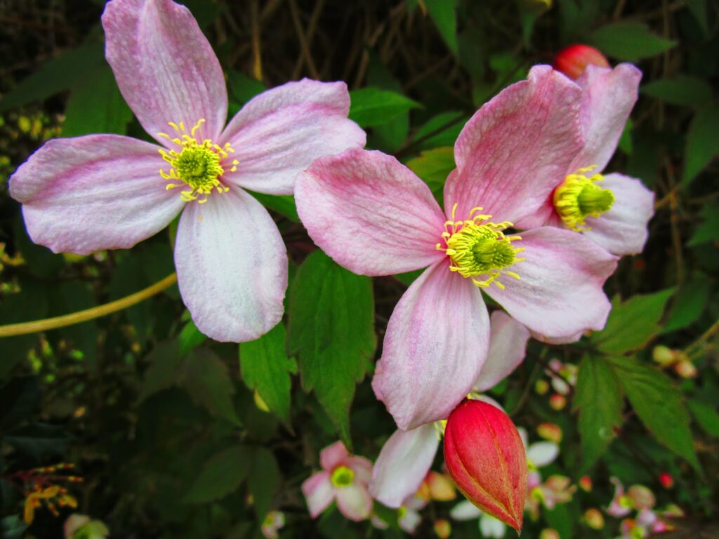 pale pink clematis flowers
