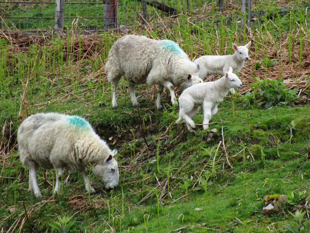 Ewes with lambs