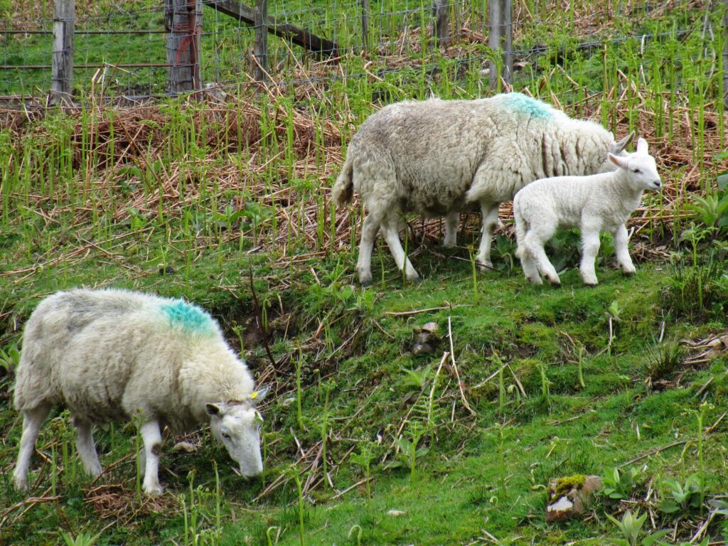 Ewes with lambs