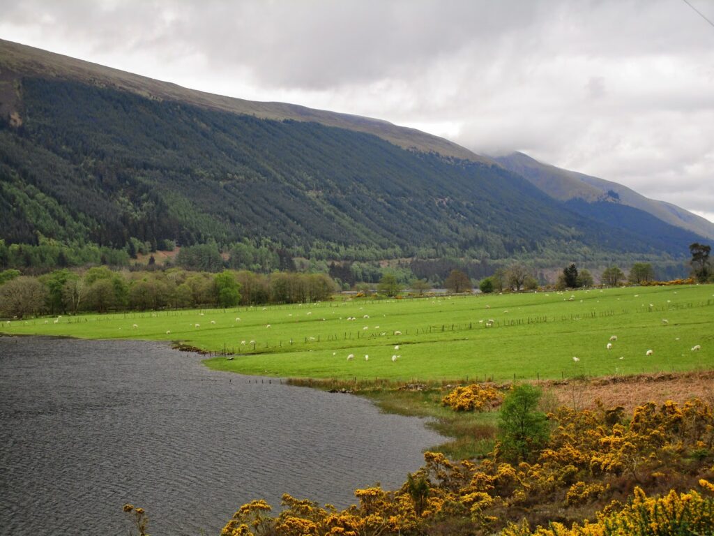  View of the sheep farm in Kilfinnin.