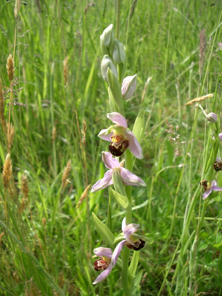 Bee Orchid