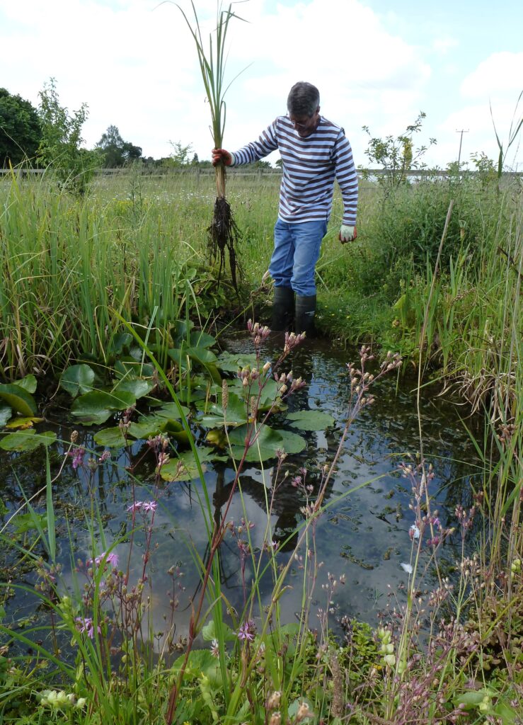 Phil lifting a large reed clump from the pond