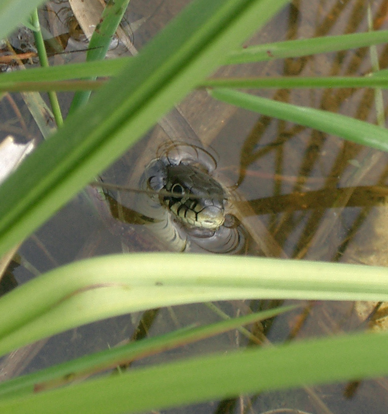 Grass snake in the pond