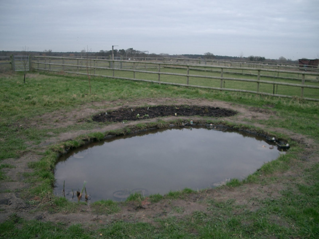 Finished pond and adjacent bog garden